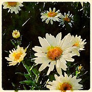 Daisies in the Dark Digital Art by Wendy Golden