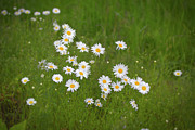 Daisies Photograph by Loyd Towe Photography Daisies Photograph by Loyd Towe Photography