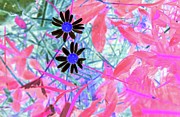 Hippie Daisies Photograph by Missy Joy Hippie Daisies Photograph by Missy Joy