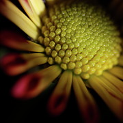Daisy 6043 Photograph by Julie Powell