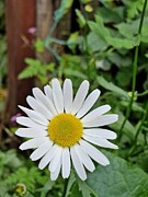 Daisy Photograph by Call Me Abbie - Abbie Shores Daisy Photograph by Call Me Abbie - Abbie Shores