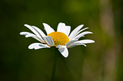 Daisy Daze Photograph by Linda Bonaccorsi