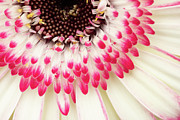Daisy Dipped Photograph by Marilyn Cornwell