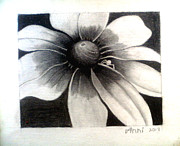  Daisy Flower Drawing Drawing by Elizabeth Adkins