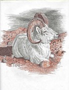 Dall Sheep Drawing by Kenneth Stock