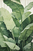 Dance of Light and Shadow - Botanical Paintings Painting by Lourry Legarde Dance of Light and Shadow - Botanical Paintings Painting by Lourry Legarde