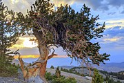 Dancing Bristlecone Photograph by Gretchen Baker