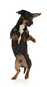 Dancing Dachshund-Cross Photograph by Warren Photographic