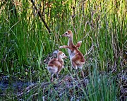 Dancing Sandhill Crane Colts Photograph by Ronald Lutz Dancing Sandhill Crane Colts Photograph by Ronald Lutz