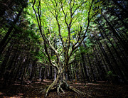Dancing with Nature Photograph by C  Renee Martin