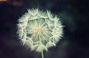 Dandelion 3 Photograph by Adrian Limani