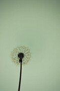 Dandelion  Photograph by Adrian Limani