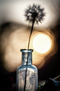 Dandelion and Sonne-1 Photograph by Charles Hite Dandelion and Sonne-1 Photograph by Charles Hite