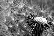 Dandelion in Black and White Photograph by David Fountain