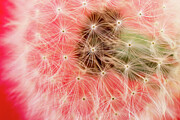 Dandelion on Red Photograph by Laura Leatherwood
