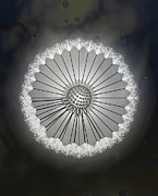 Dandelion Seed Head Black And White Abstract Rain Droplets Drawing by Joan Stratton Dandelion Seed Head Black And White Abstract Rain Droplets Drawing by Joan Stratton