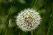 Dandelion seed head Photograph by Charles Floyd Dandelion seed head Photograph by Charles Floyd
