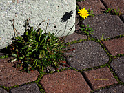 Dandelion Shadow Photograph by Richard Thomas Dandelion Shadow Photograph by Richard Thomas