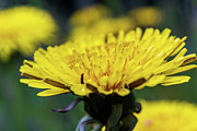 Dandelion Spring I Photograph by Rich Kovach