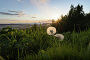 Dandelion Sunset Photograph by Scott Slone
