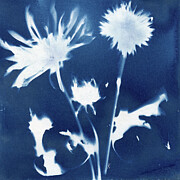 Dandelions in Bloom Photograph by Elizabeth Reich Dandelions in Bloom Photograph by Elizabeth Reich