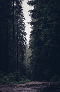 Dark atmosphere in forest. Forgotten road in rainy day Photograph by Vaclav Sonnek
