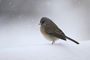 Dark Eyed Junco 2 Photograph by Brook Burling