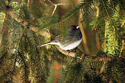 Dark-eyed Junco Photograph by Laurie Lago Rispoli