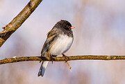 Dark-eyed Junco Perched on A Branch Photograph by Victoria Plut