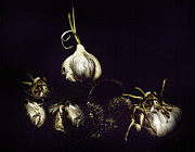 Dark Garlic Still Life Mixed Media by Shelli Fitzpatrick Dark Garlic Still Life Mixed Media by Shelli Fitzpatrick