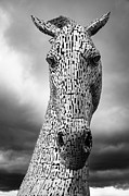 Dark Horse - Portrait Photograph by Alicia Glassmeyer