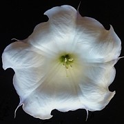 Datura Photograph by Joy Garso