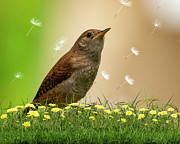 Day Dreaming Photograph by Cathy Kovarik