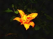 Daylily at Night Photograph by Christopher Reed Daylily at Night Photograph by Christopher Reed