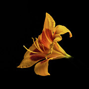Daylily at Night Photograph by Kevin Suttlehan Daylily at Night Photograph by Kevin Suttlehan