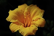 Daylily Photograph by Granny B Photography