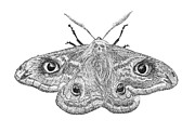 Death Moth Painting by Jenny Armitage