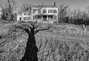 Death Tree Photograph by David Letts