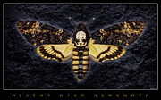 Deaths Head Hawk Moth Framed Version Photograph by Weston Westmoreland