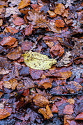 Decaying leaves Photograph by Francisco Ruiz Navas
