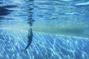 Deep Blue Photograph by Marilyn Cornwell Deep Blue Photograph by Marilyn Cornwell