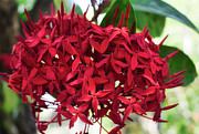 Deep Ixora Photograph by Portia Olaughlin
