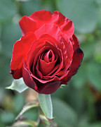 Deep Red Rose Bloom Digital Art by Kirt Tisdale