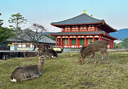 Deer and Ancient Architecture - Heijo Palace Nara Japan Photograph by Matthias Hauser Deer and Ancient Architecture - Heijo Palace Nara Japan Photograph by Matthias Hauser