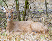 Deer having a rest Photograph by Alan Moore Deer having a rest Photograph by Alan Moore