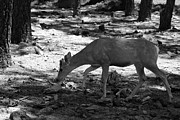 Deer in Black and White Photograph by Colleen Cornelius