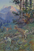 Deer in Forest, White Tailed Deer Painting by Charles Marion Russell