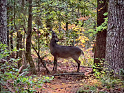 Deer In The Woods Photograph by Meta Gatschenberger