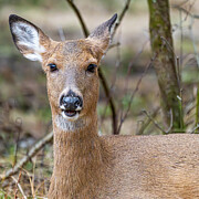 Deer smiling back Photograph by Alan Moore Deer smiling back Photograph by Alan Moore