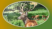 Deer with Antlers Photograph by Nancy Ayanna Wyatt
